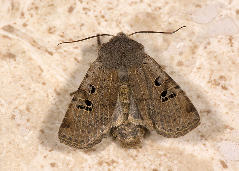 Conistra (Conistra) rubiginosa, Noctuidae